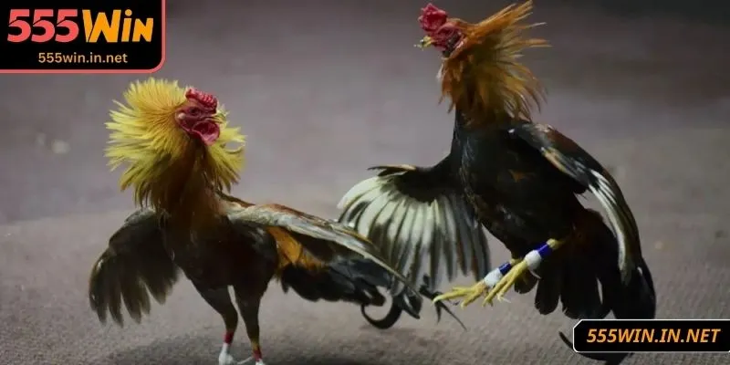 cach-xem-danh-ga-choi-chon-giai-dau-lon