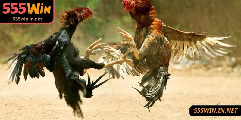 cach-xem-danh-ga-choi-chu-y-quan-sat-ngoai-hinh