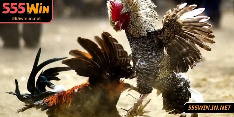 cach-xem-danh-ga-choi-quan-sat-chien-ke